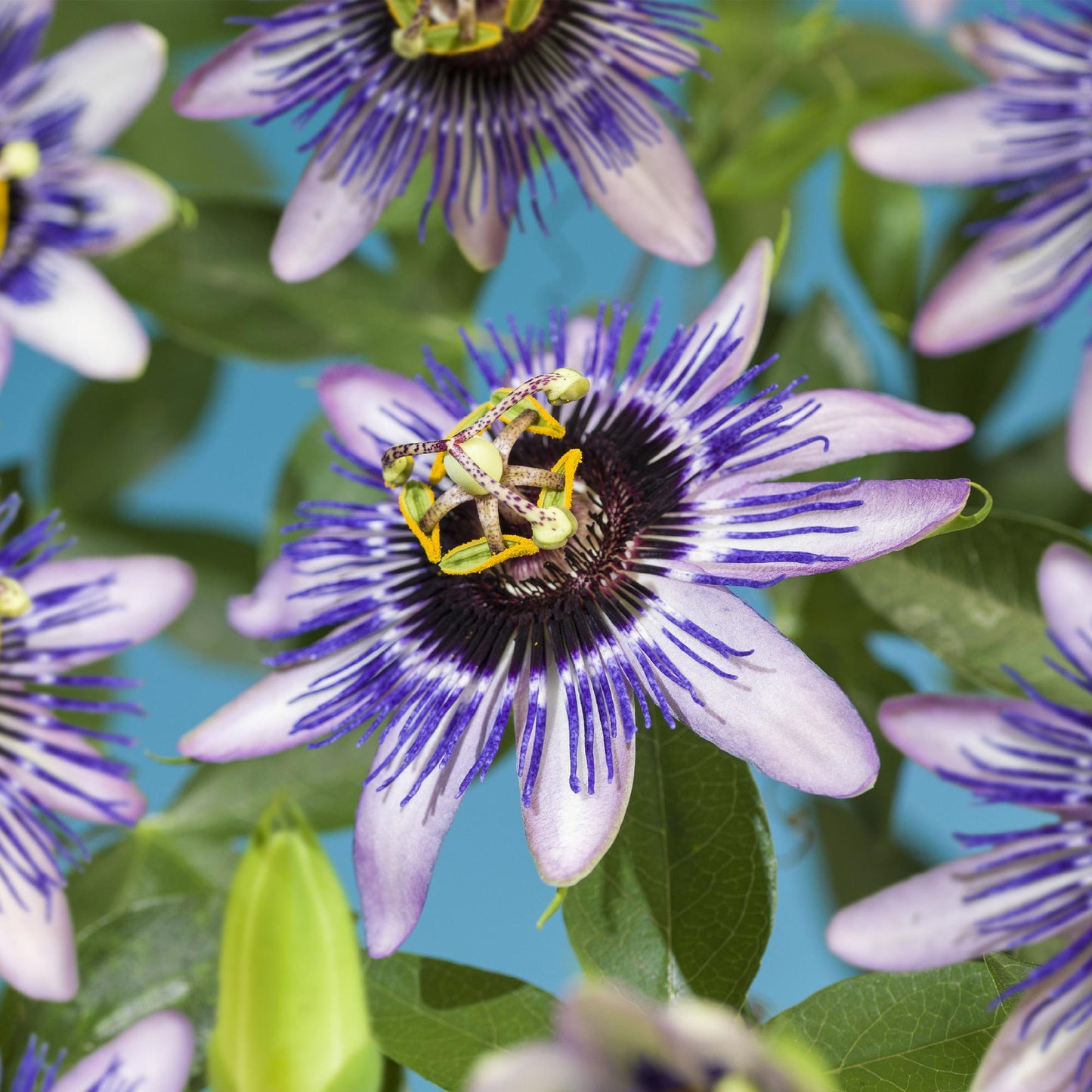 Pflanzfix24.de - Passionsblume - Passiflora Damsels Delight - Blüte Lila mit Weiß - 2 Pflanzen - Topf 11cm - Pflanzfix24.de
