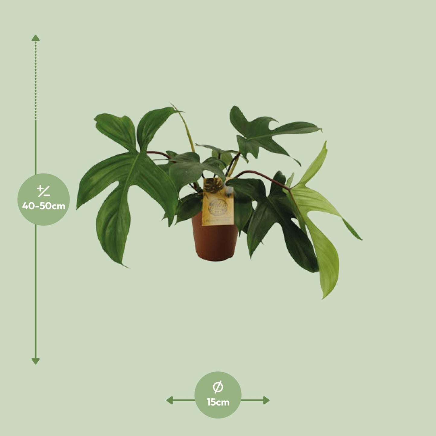 Philodendron Florida Green - Ø15cm - ↕50cm - Pflanzfix24