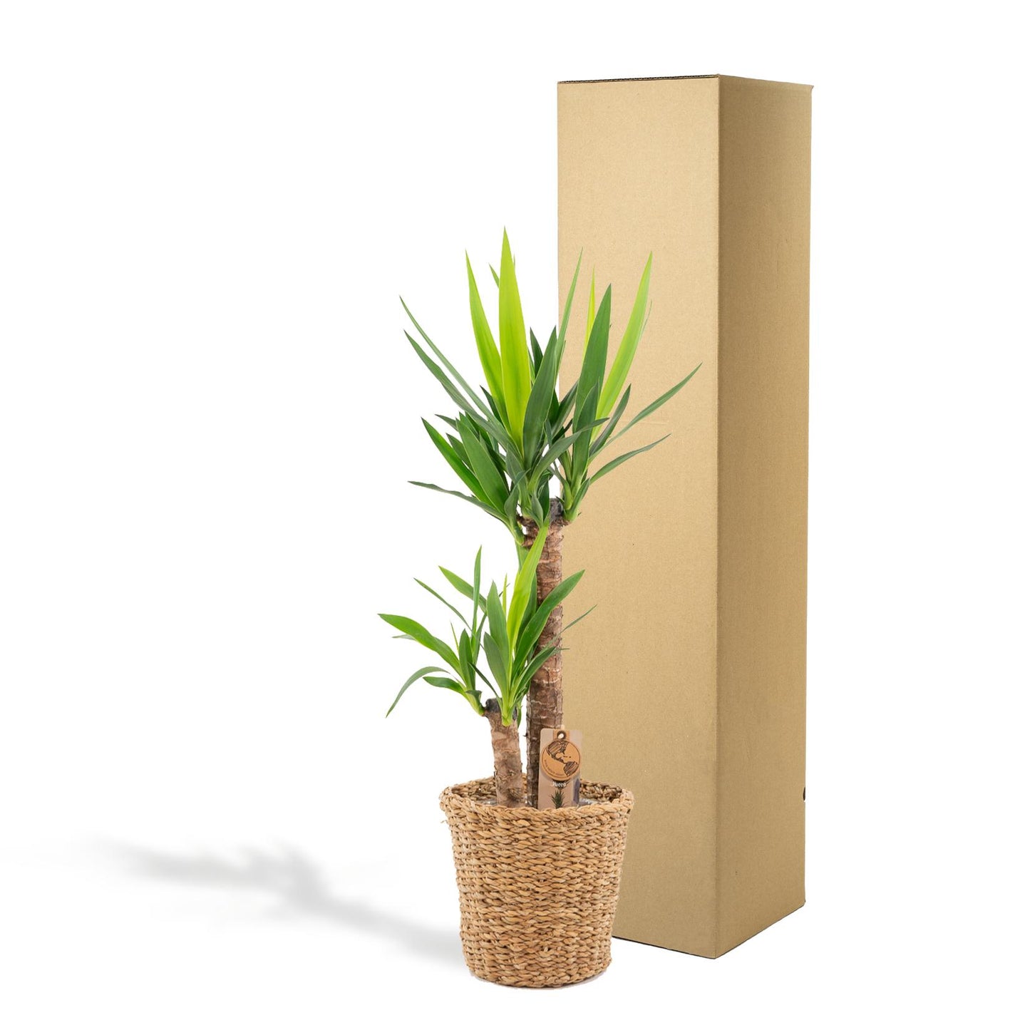 Yucca mit Korb - ↨100cm - Ø21cm - Pflanzfix24