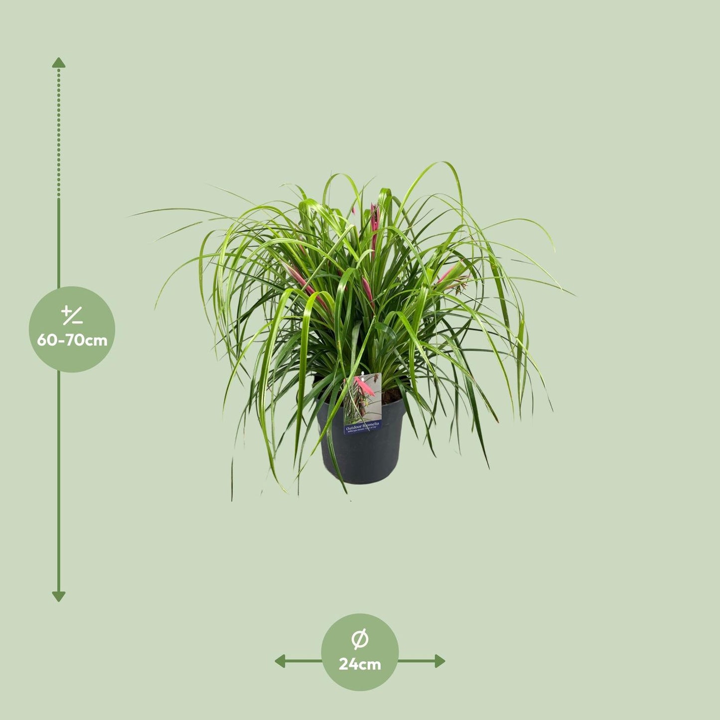 Billbergia Nutans Tears Of Joy - Ø24cm - Pflanzfix24