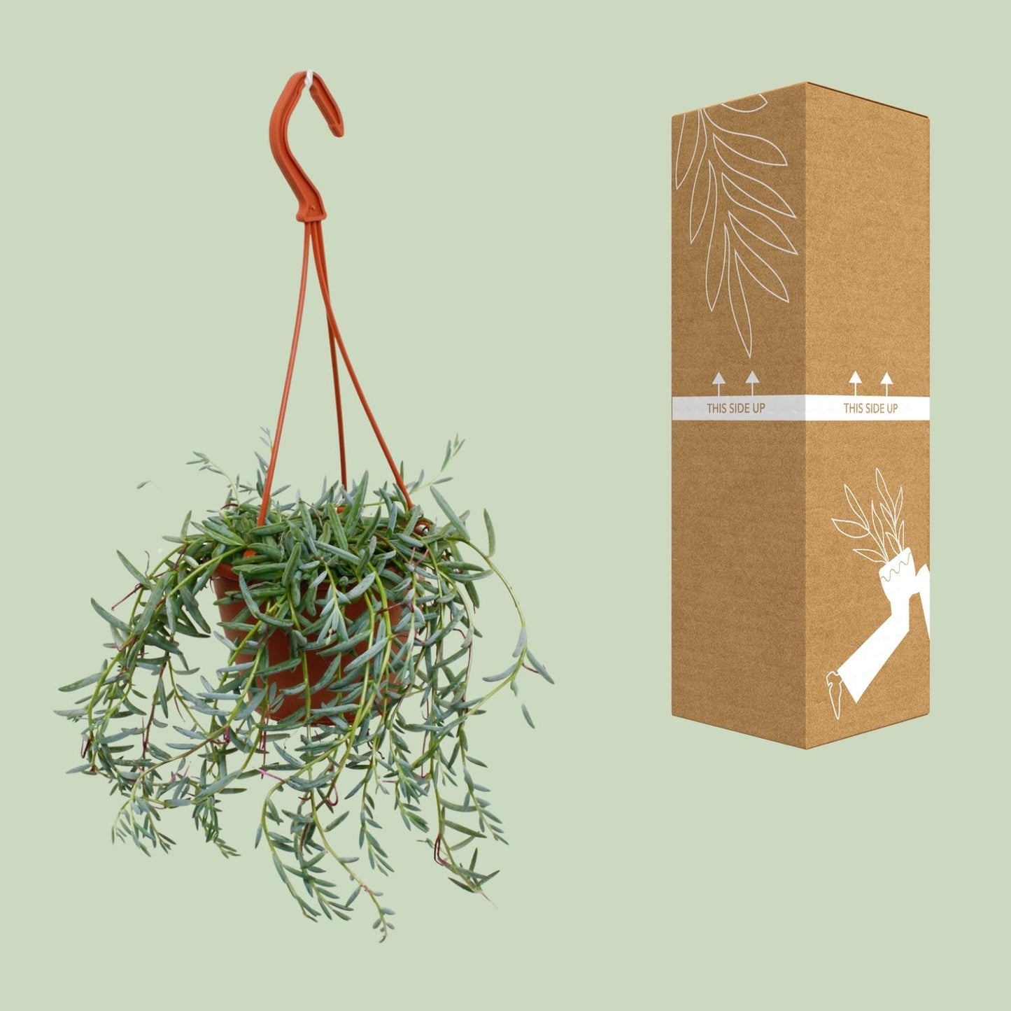 Senecio Hallianus - Ø12cm - ↕25cm - Pflanzfix24