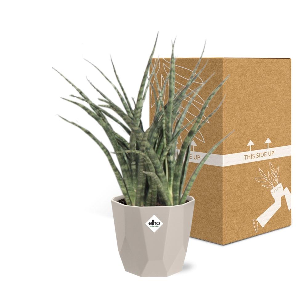 Sansevieria Fernwood Punk in ELHO b.for rock 14 cm warm grey - Pflanzfix24