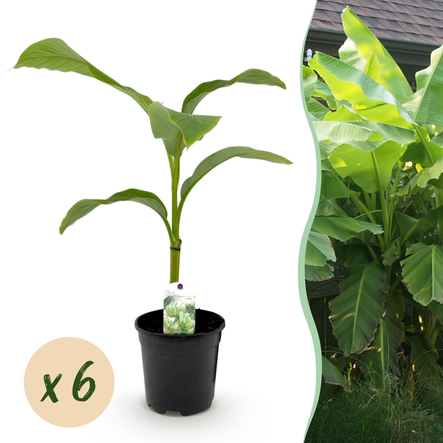 pflanzfix24 - Musa Basjoo - Winterharte Gartenbanane - 6 Pflanzen - Topf 17cm