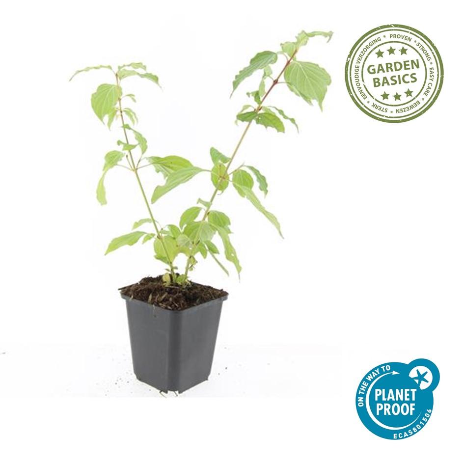 20x Cornus sanguinea 'Anny's Winter Orange' | Pflanzfix24.de - Pflanzfix24.de