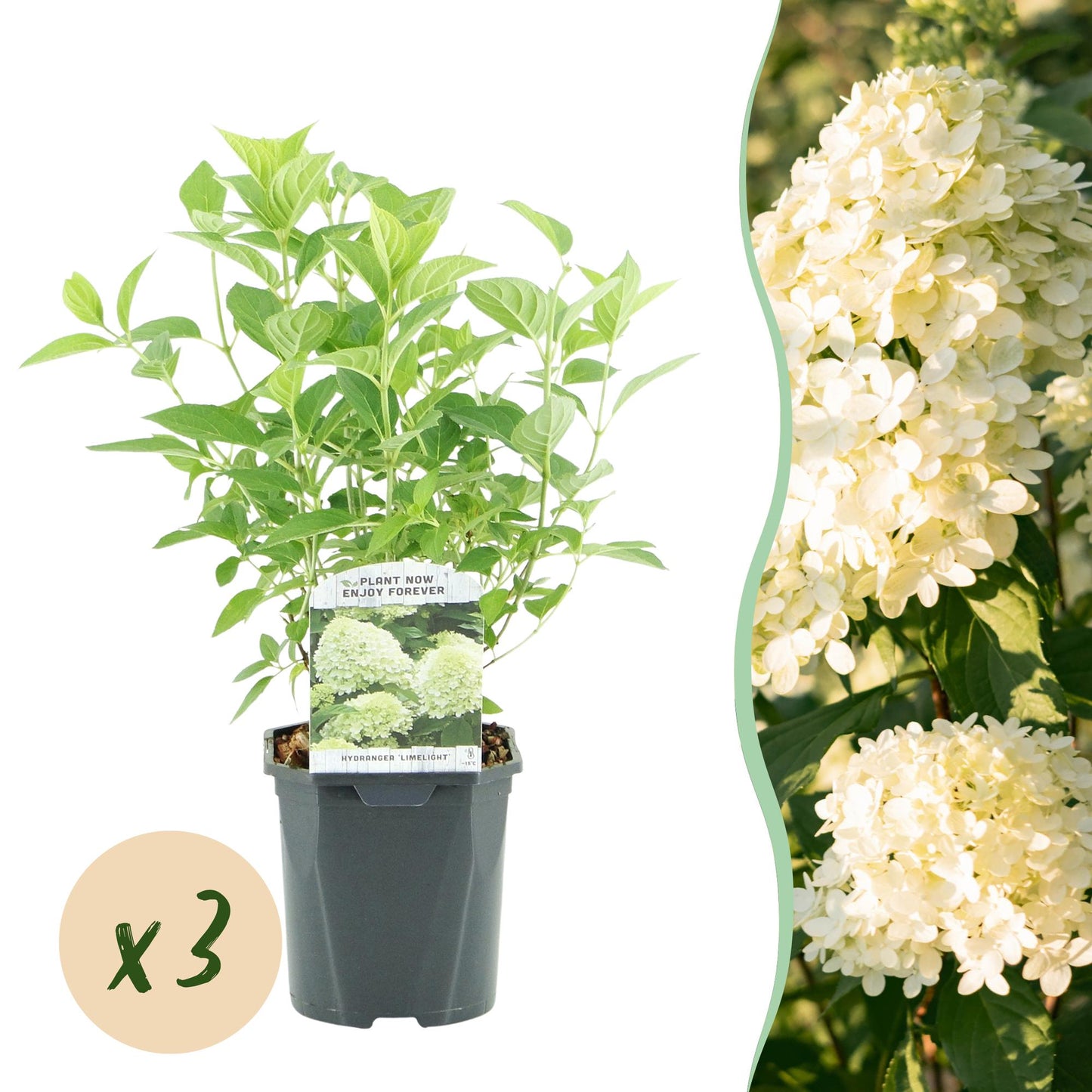 Pflanzfix24 - Rispenhortensie - Hydrangea panniculata Limelight - Blüte Creme Weiß - 3 Pflanzen