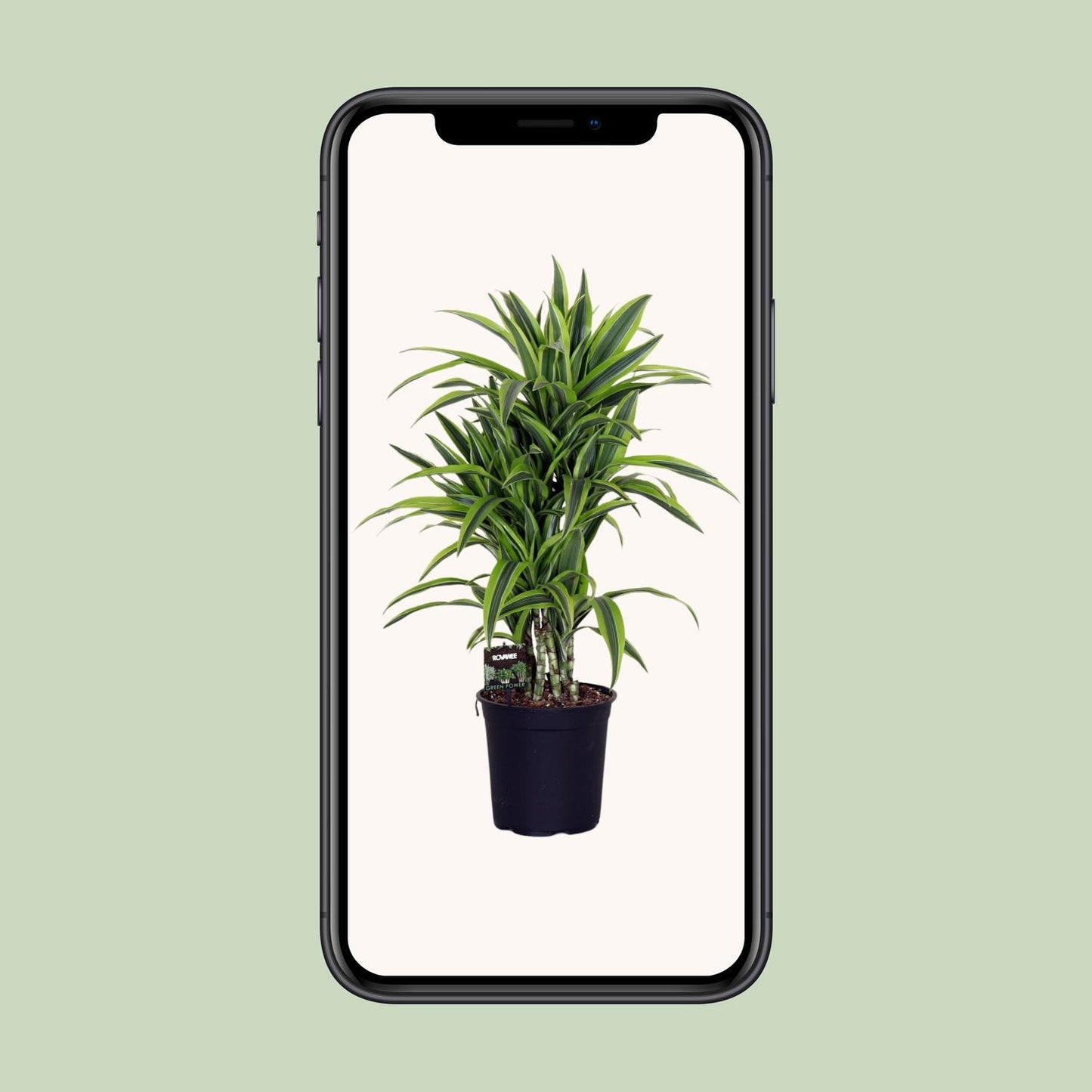 Dracaena Fragr. Lemon Lime - Ø24cm - ↕100cm - Pflanzfix24
