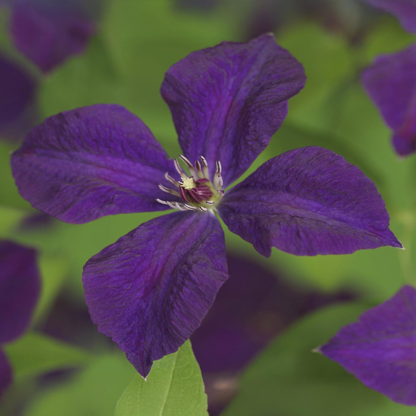 GreenboutiQ - Clematis vit. Polish Spirit - 2 Pflanzen - Pflanzfix24.de - Pflanzfix24.de