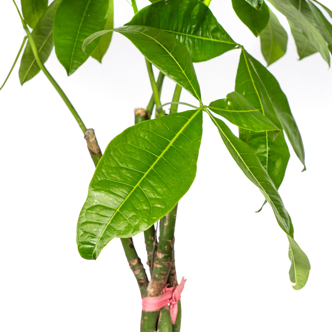 Pachira Aquatica Ø24cm - ↕120-140cm - Pflanzfix24
