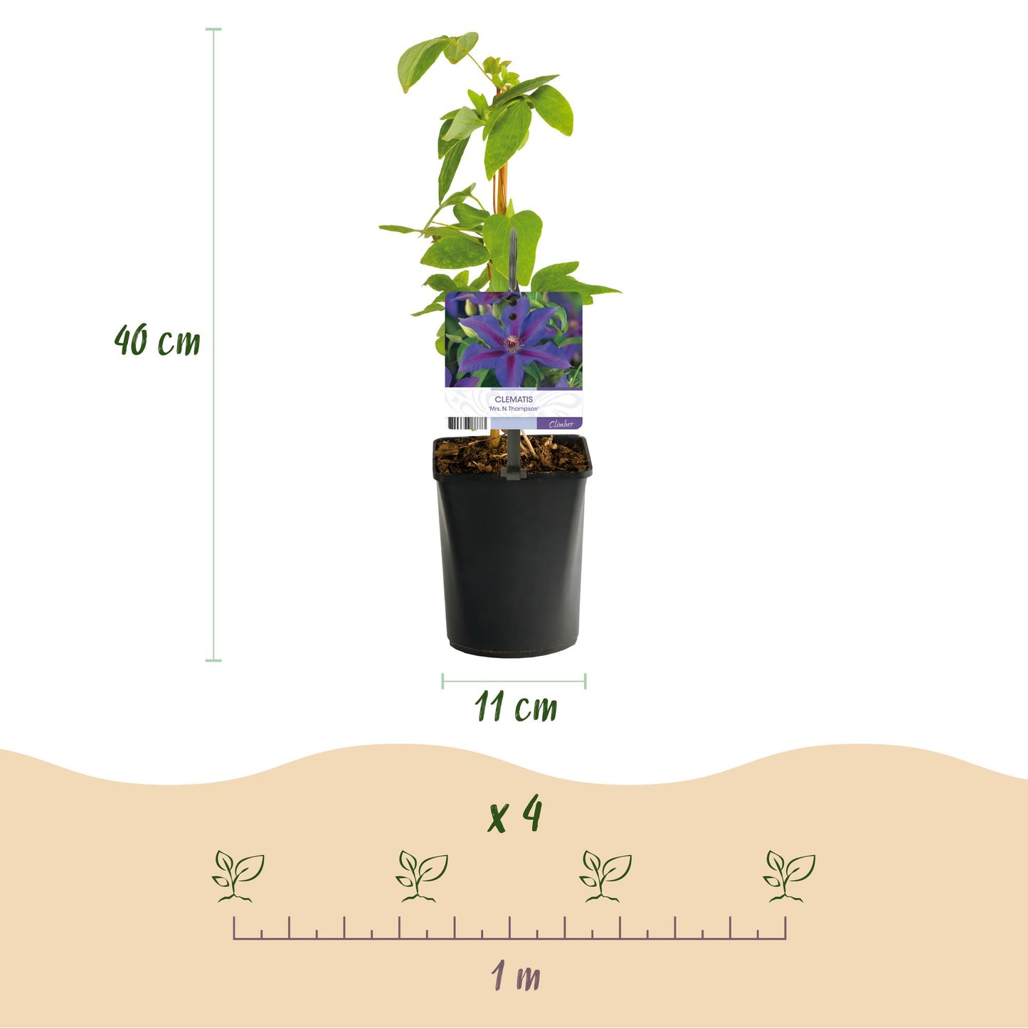 Pflanzfix24.de - Clematis Mrs. N. Thompson - 2 Pflanzen - Topf 11cm - Pflanzfix24.de