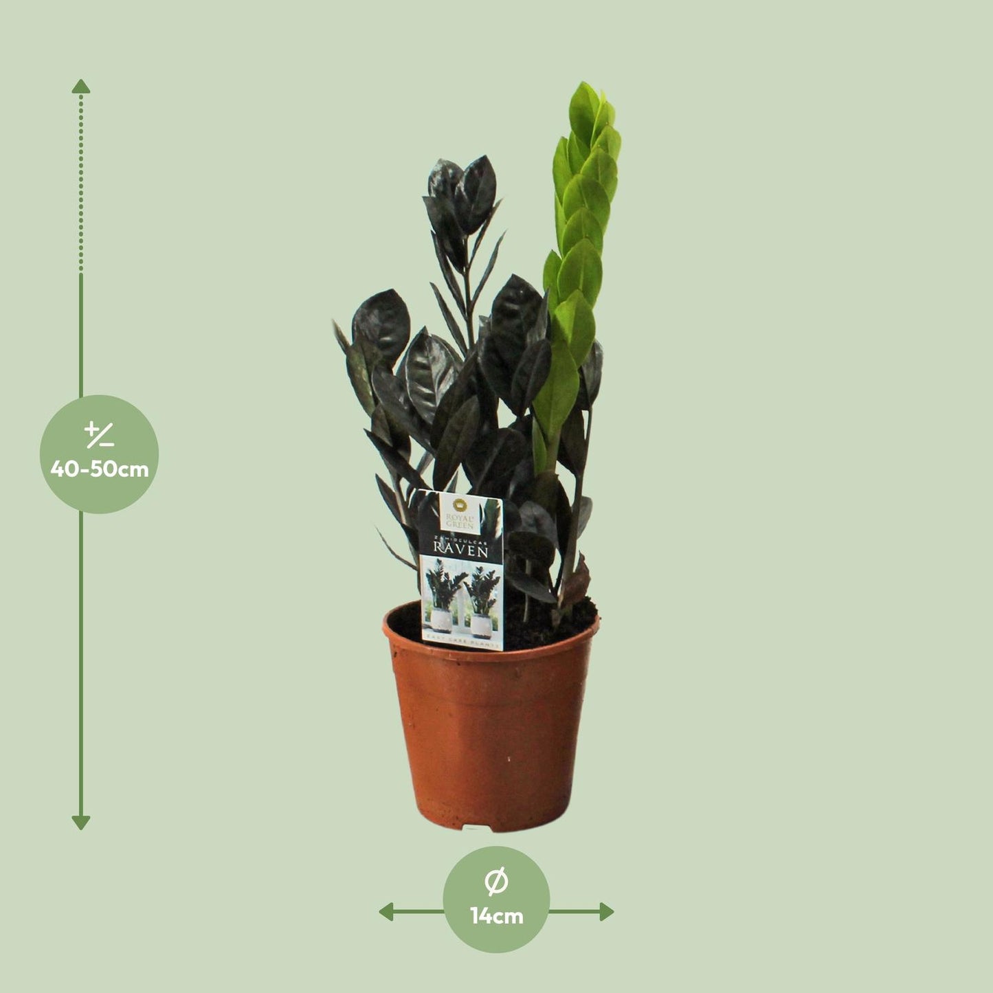 Zamioculcas Raven - Ø14cm - ↕45cm bei Pflanzfix24