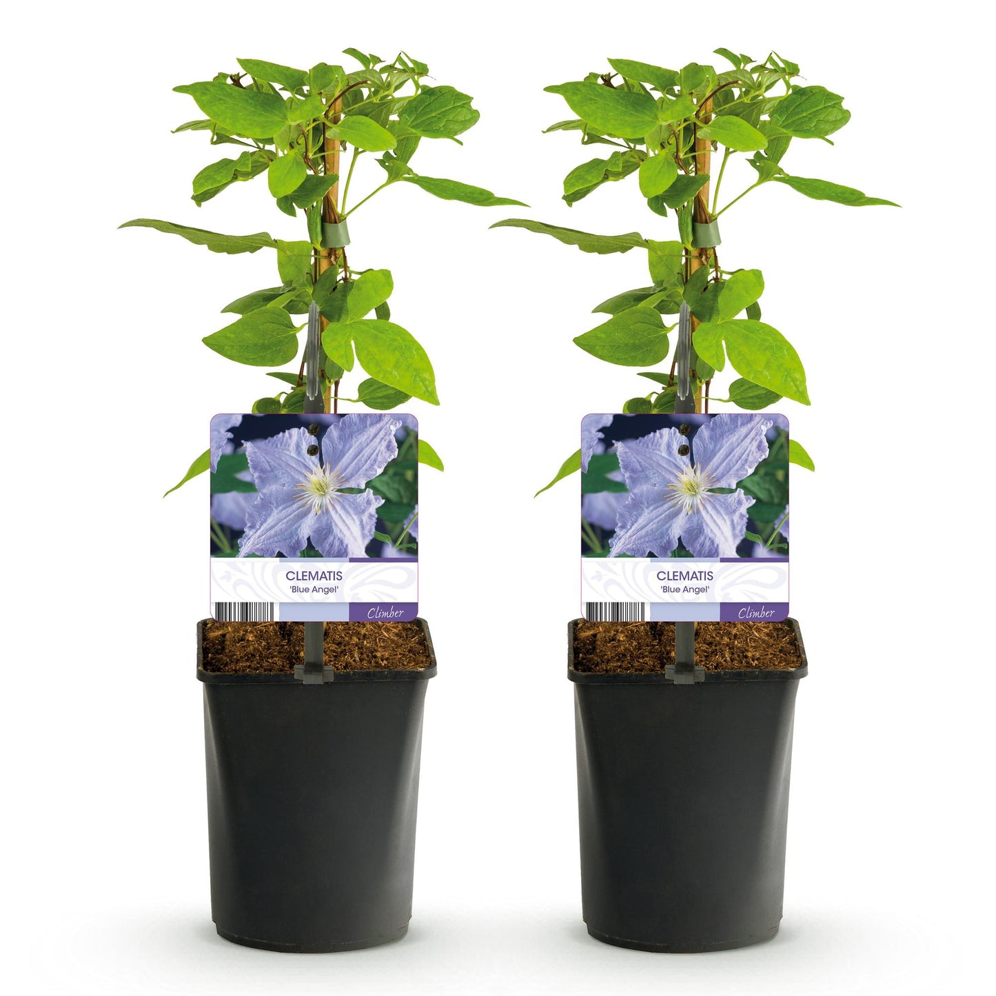 pflanzfix24 - Clematis Blue Angel - Kletterpflanze - Blüte Licht Blau - 2 Pflanzen