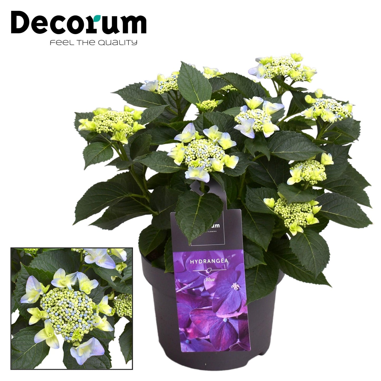 Hydrangea Teller Nizza Blue 7 - 12 Kop (Decorum) - Ø23cm - Pflanzfix24