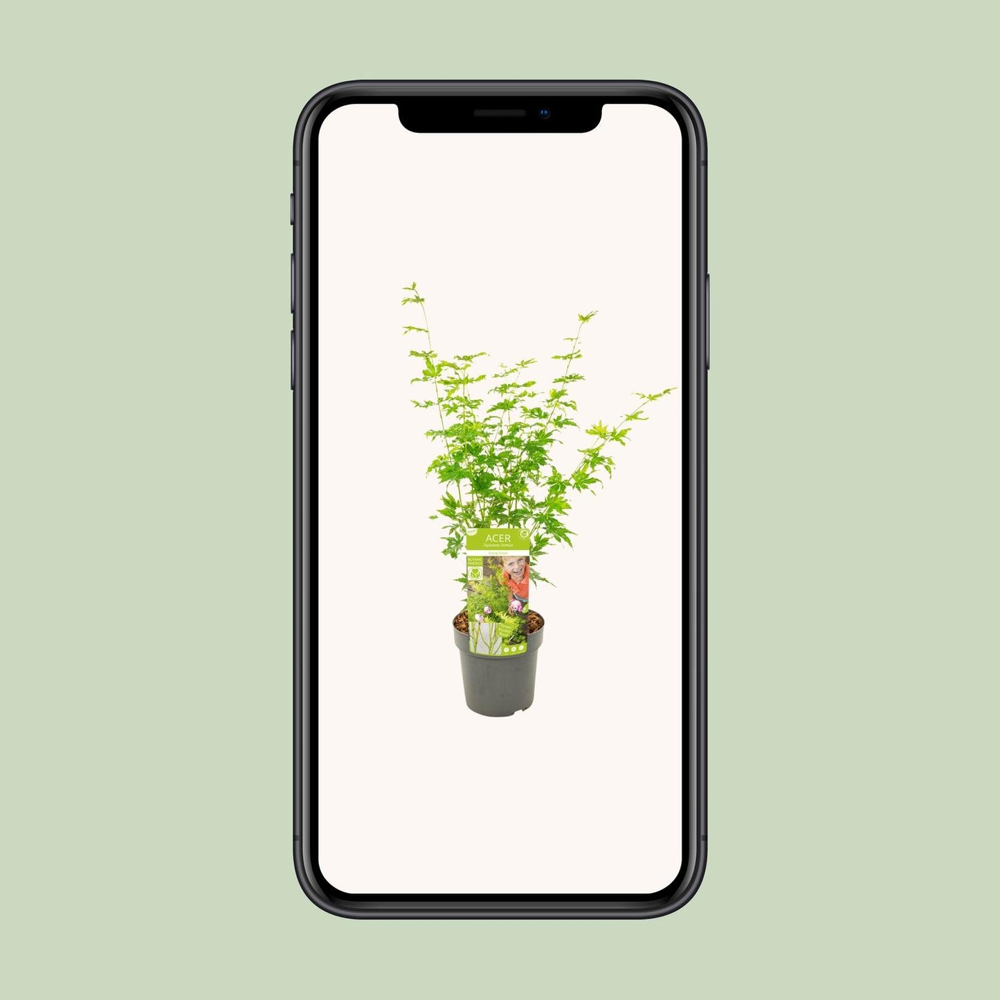 Acer palmatum Going Green - Ø19cm - ↕50cm - Pflanzfix24.de - Pflanzfix24.de