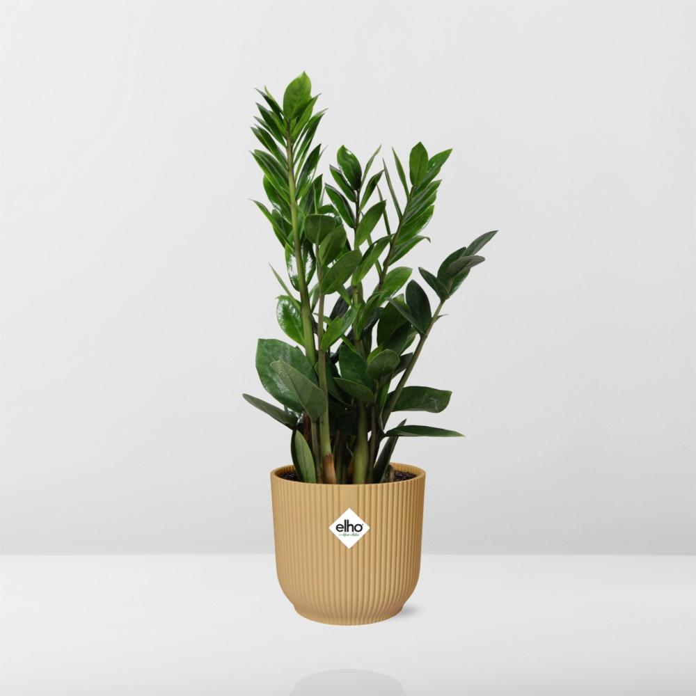 Zamioculcas ZZ-Pflanze 45–50 cm gelber Elho-Topf – Pflanzfix24
