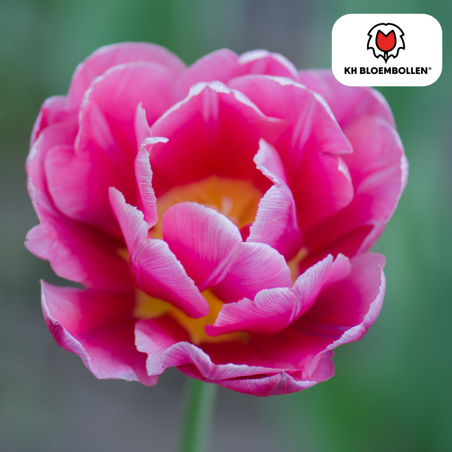 Tulpenbollen Columbus – 20 Stuks | KH Bloembollen® | Roze-Witte Dubbele Pioentulp - Pflanzfix24