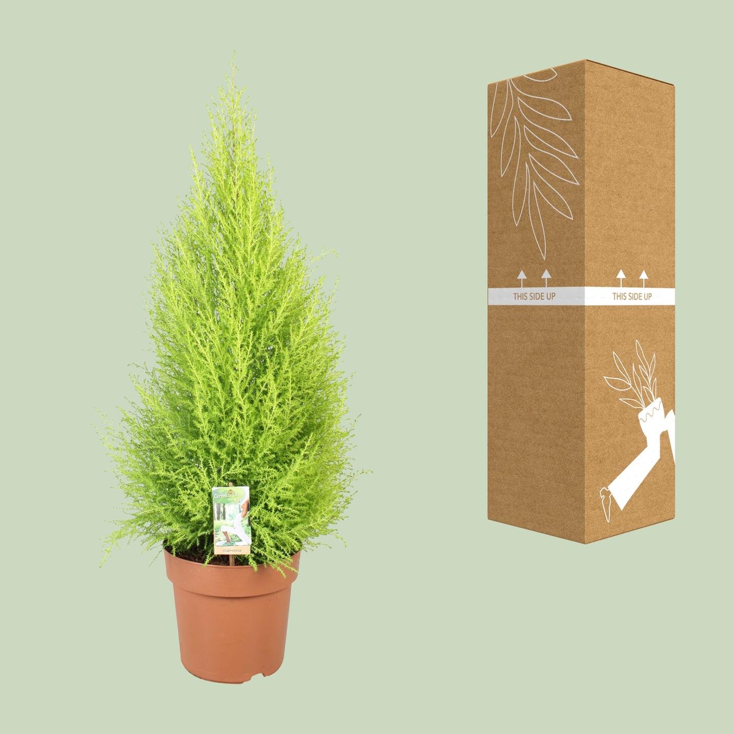 Cupressus Goldcrest Wilma - Ø21cm - ↕90cm - Pflanzfix24.de - Pflanzfix24.de
