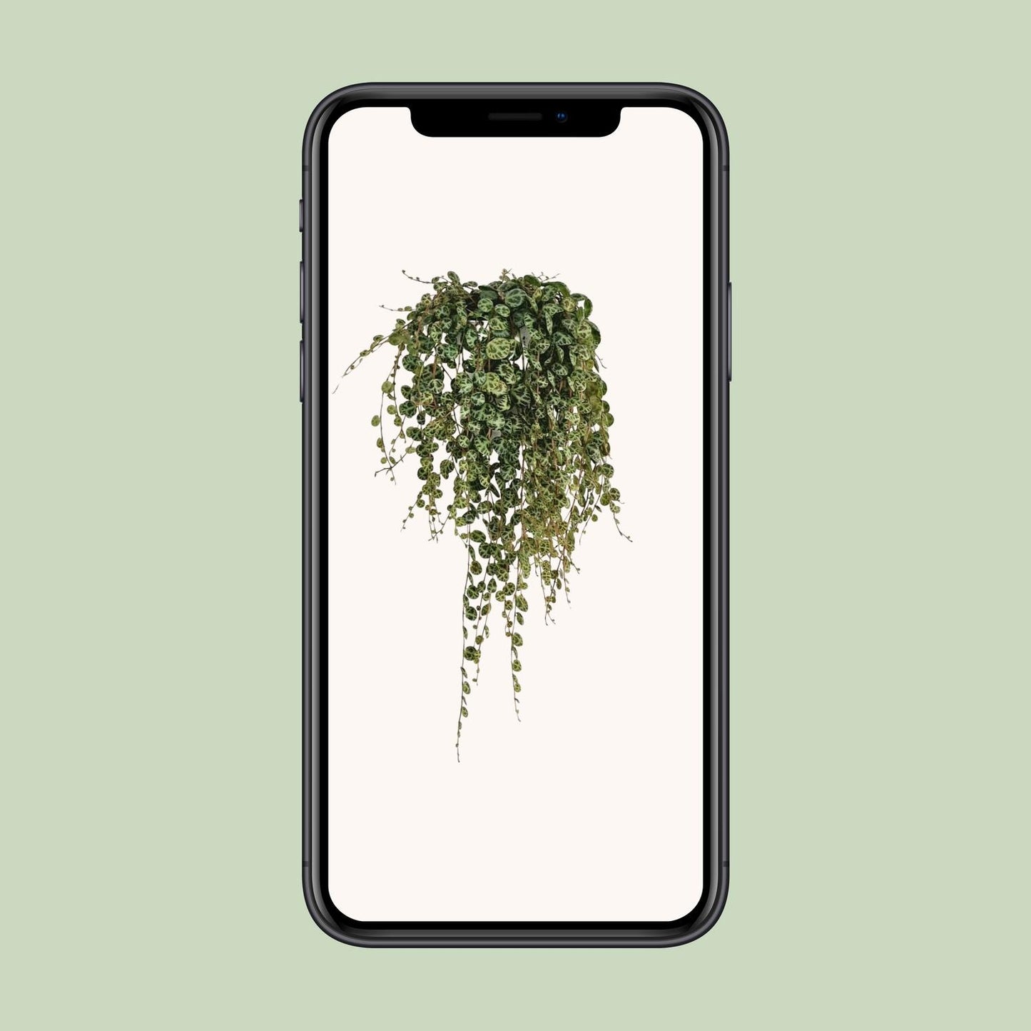 Peperomia Prostrata - Ø11cm - ↕20cm - Pflanzfix24