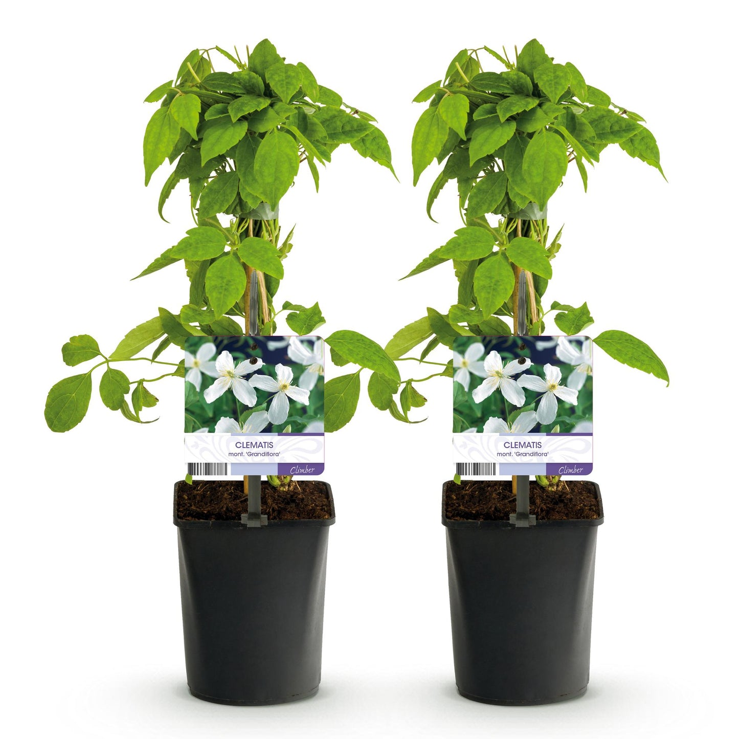 GreenboutiQ - Clematis montana Grandiflora - 2er Set - Blüte Weiß - Pflanzfix24.de - Pflanzfix24.de