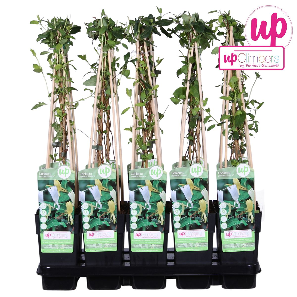 Lonicera japonica 'Halliana' Weißes Geißblatt Ø15cm – Pflanzfix24.de - Pflanzfix24.de