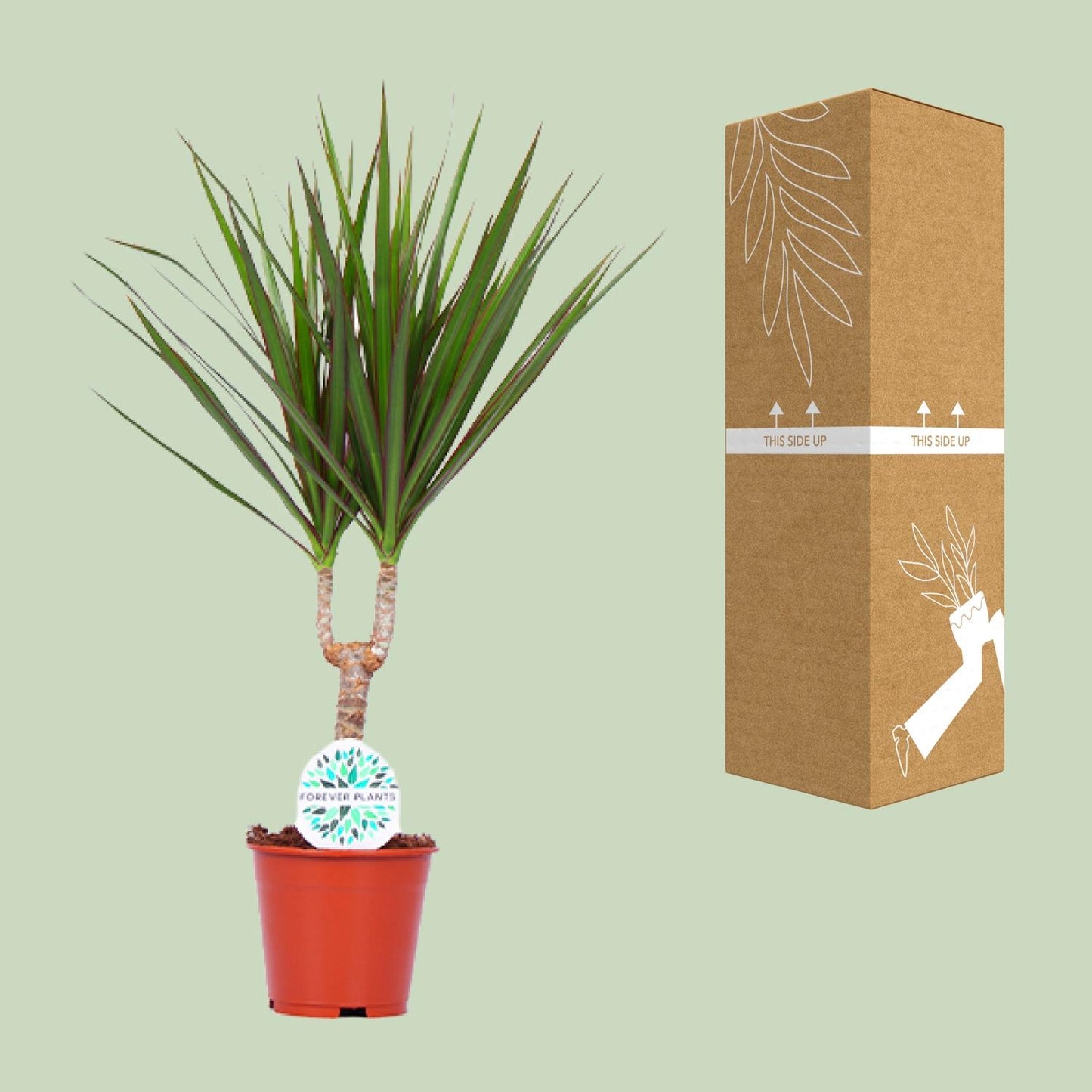 Dracaena Marginata - Ø14cm - ↕55cm bei Pflanzfix24