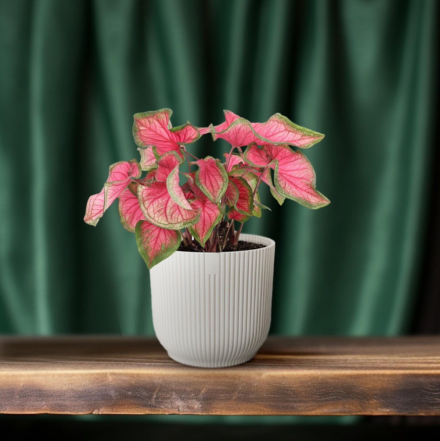 Caladium Sweetheart - Ø12cm - ↕25cm bei Pflanzfix24