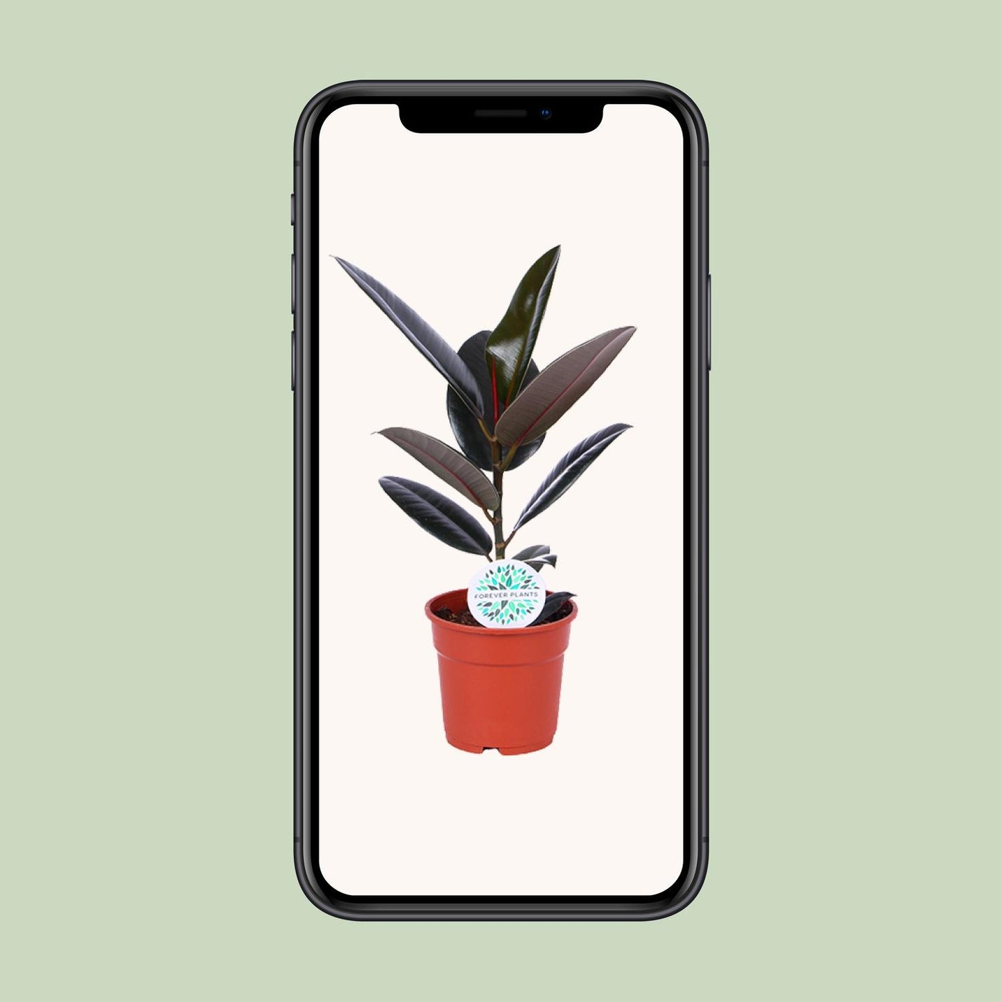 Ficus Elastica Abidjan - Ø17cm - ↕55cm - pflanzfix24