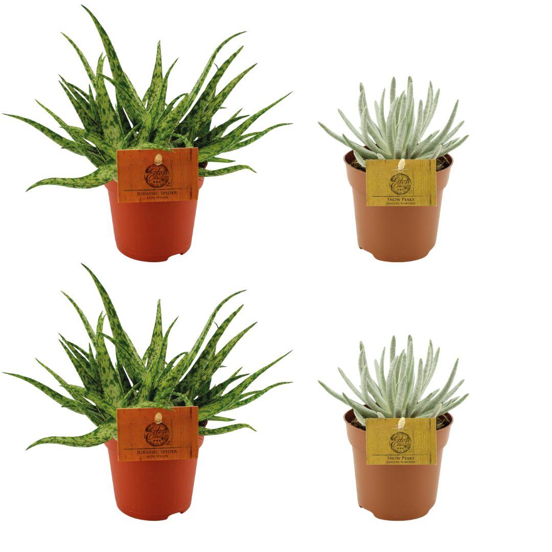 4er-Set Aloe Spider & Senecio Scaposus Ø10,5cm | pflanzfix24
