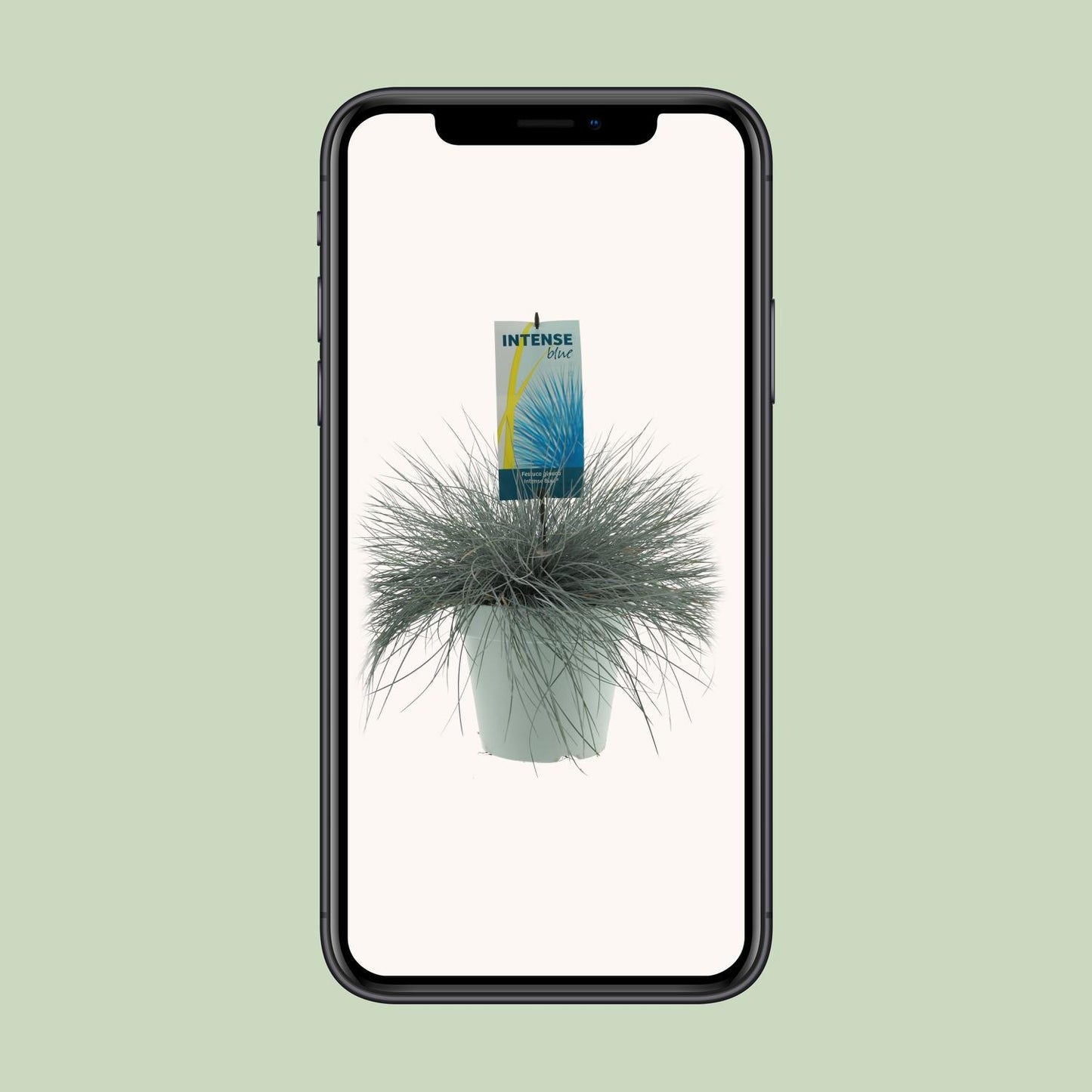 Festuca Glauca Intense Blue - Ø23cm - ↕50cm - Pflanzfix24.de - Pflanzfix24.de
