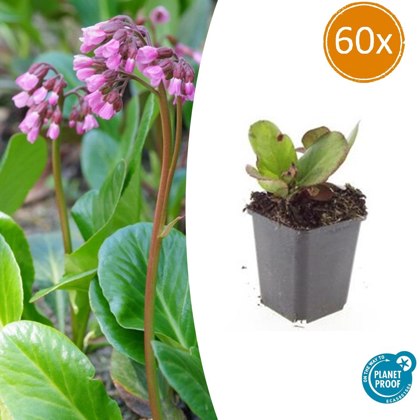 60x Bergenia cordifolia 'Herbstblüte' - ↕10-25cm - Ø9cm - Pflanzfix24