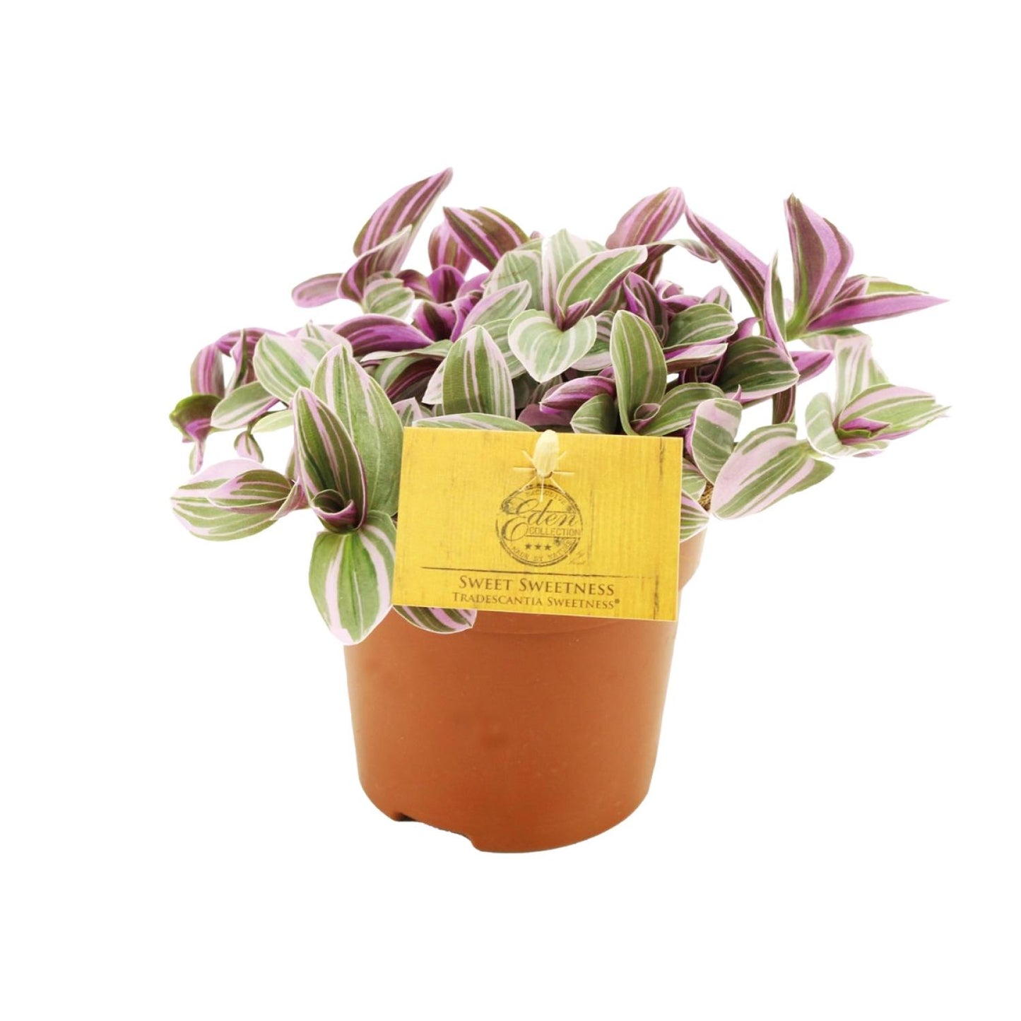 Tradescantia Sweetness – Schönpflanze (Dreimasterblume) | Pflanzfix24.de - Pflanzfix24.de