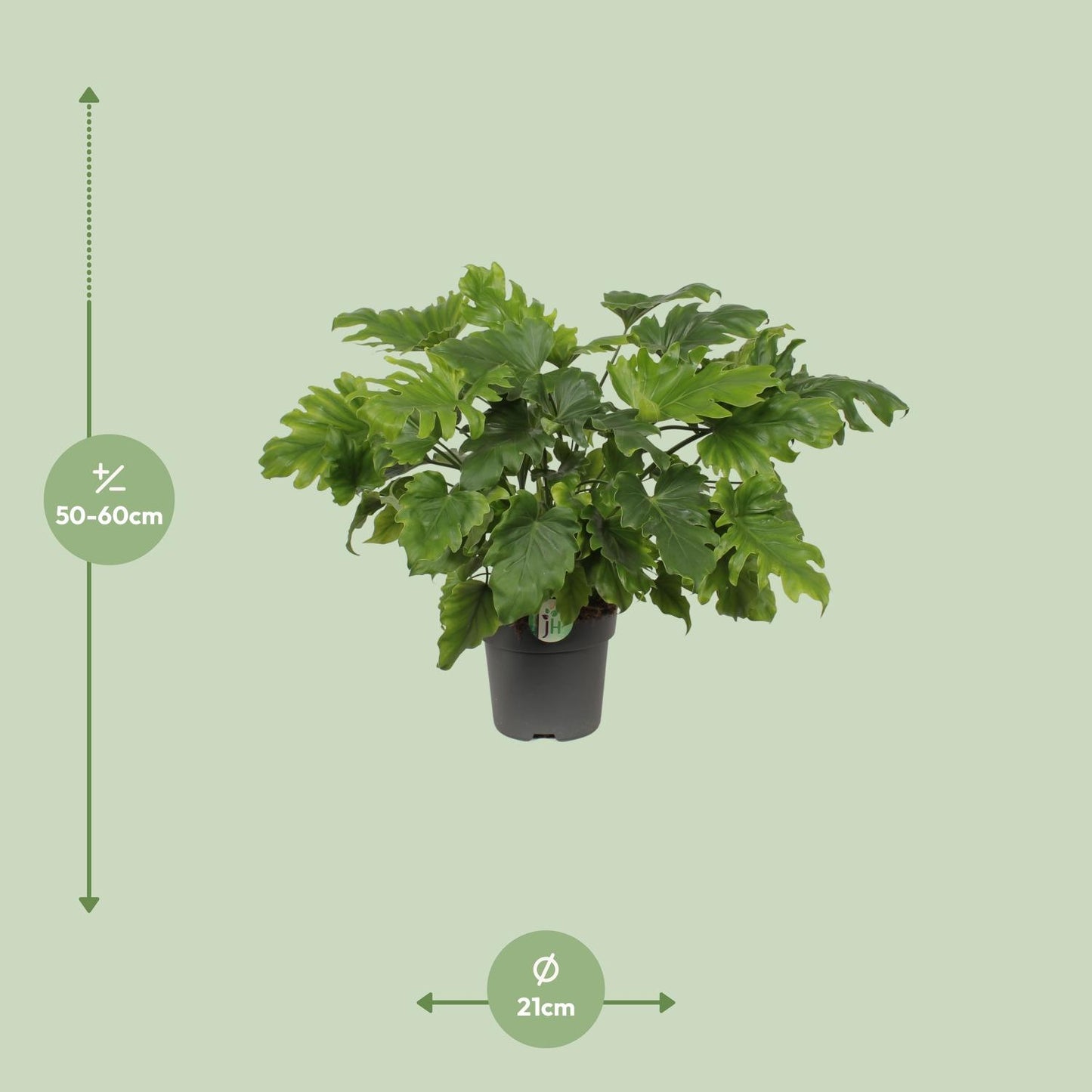 Philodendron Little Hope - Ø21cm - ↕60cm - Pflanzfix24
