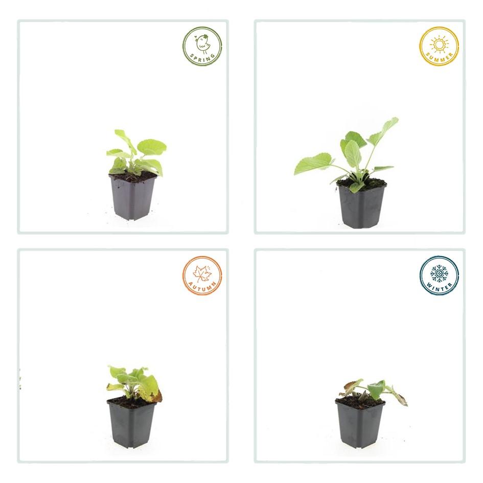 40x Phlomis russeliana - ↕10-25cm - Ø9cm bei Pflanzfix24.de - Pflanzfix24.de