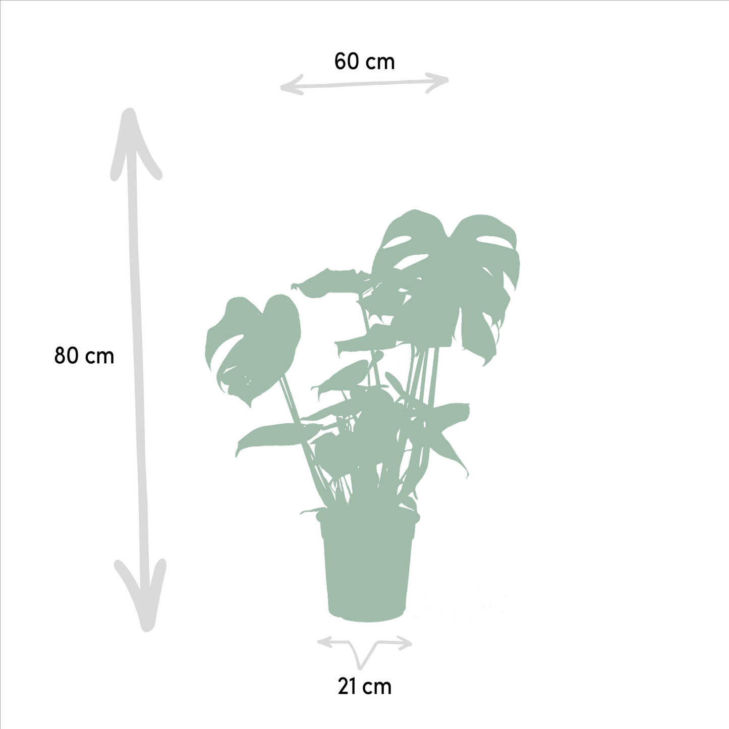 Zimmerpflanzen-Set Monstera, Alocasia & Strelitzia – Pflanzfix24.de - Pflanzfix24.de