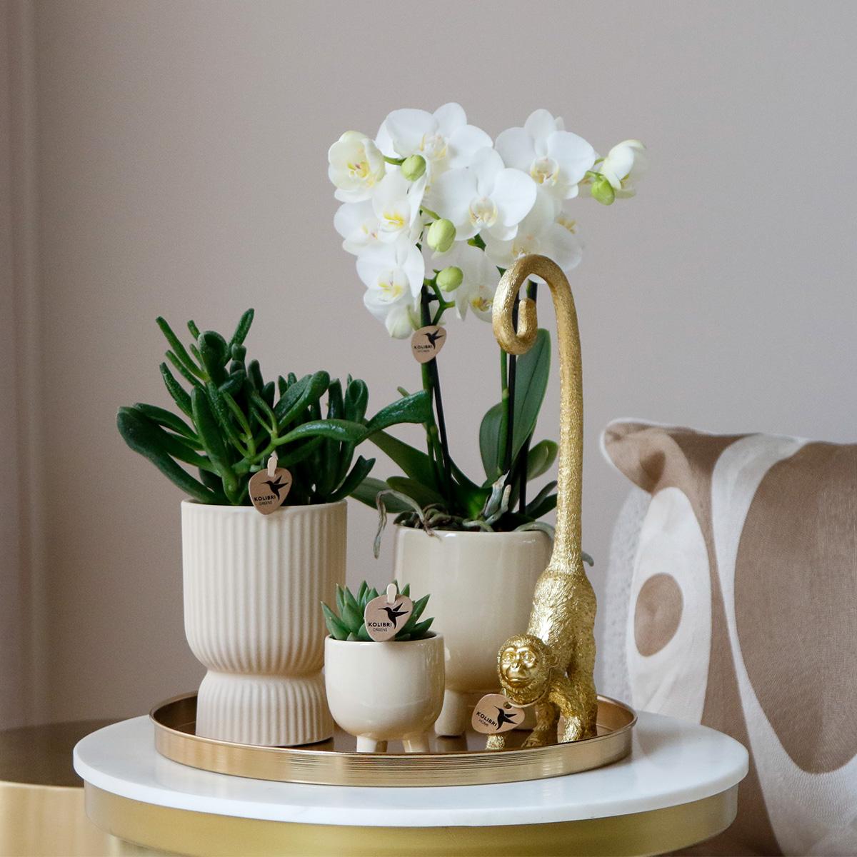 Pflanzset Luxury Living – Orchidee & Grünpflanzen | Pflanzfix24.de - Pflanzfix24.de