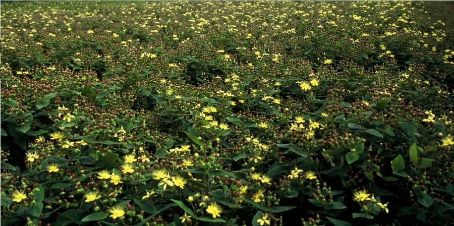 12x Hypericum inodorum 'Rheingold' – Goldblatt-Strauch – Pflanzfix24.de - Pflanzfix24.de