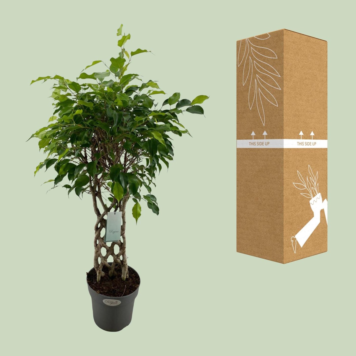 Ficus Benjamina Exotica matt - Ø24cm - ↕100cm - Pflanzfix24