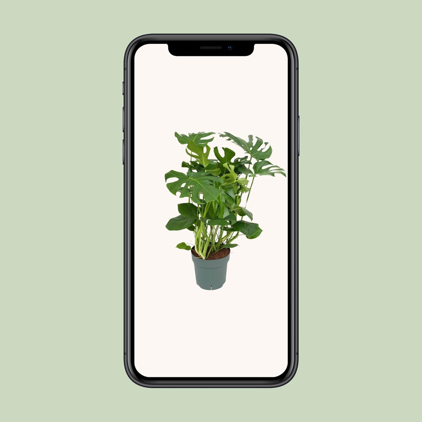 Monstera Deliciosa - Ø30cm - ↕100cm - Pflanzfix24