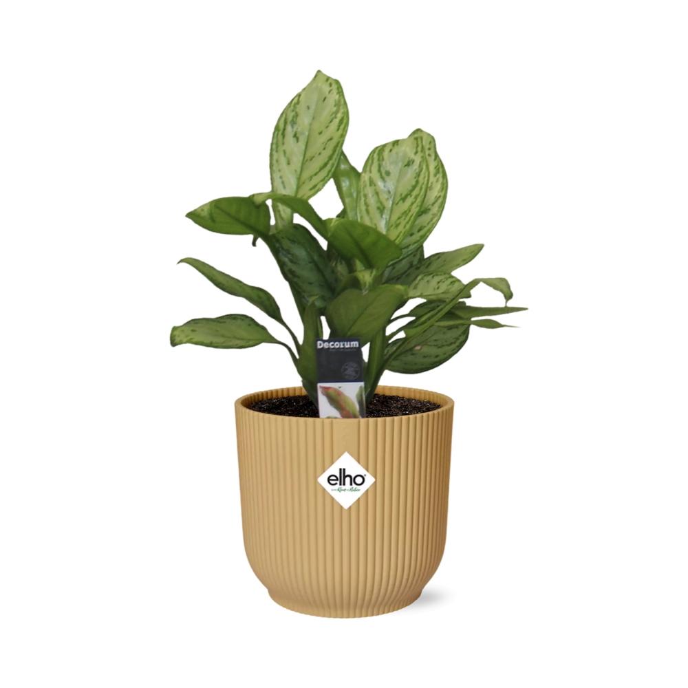 Aglaonema Christina in ELHO Vibes Fold 14cm geel - Pflanzfix24