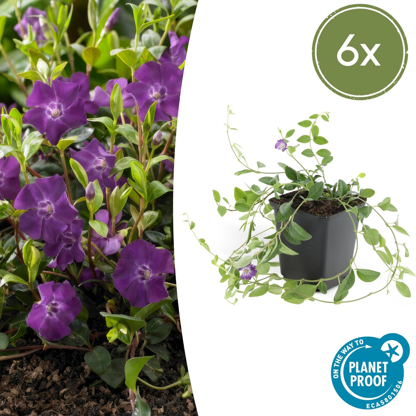 6x Vinca minor 'Atropurpurea' - Ø9cm - Pflanzfix24.de - Pflanzfix24.de
