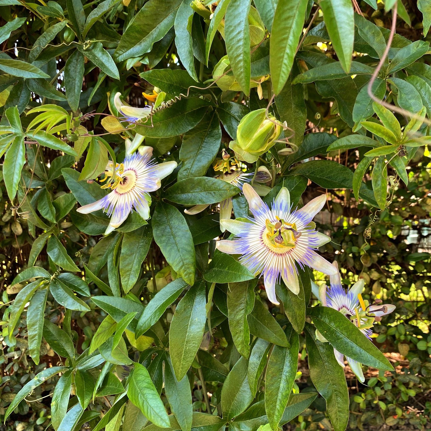 Passionsblume - Passiflora caerulea - 2 Pflanzen - Topf 11cm - Pflanzfix24.de - Pflanzfix24.de