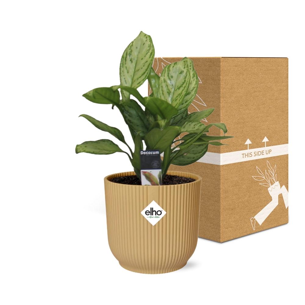 Aglaonema Christina in ELHO Vibes Fold 14cm geel - Pflanzfix24