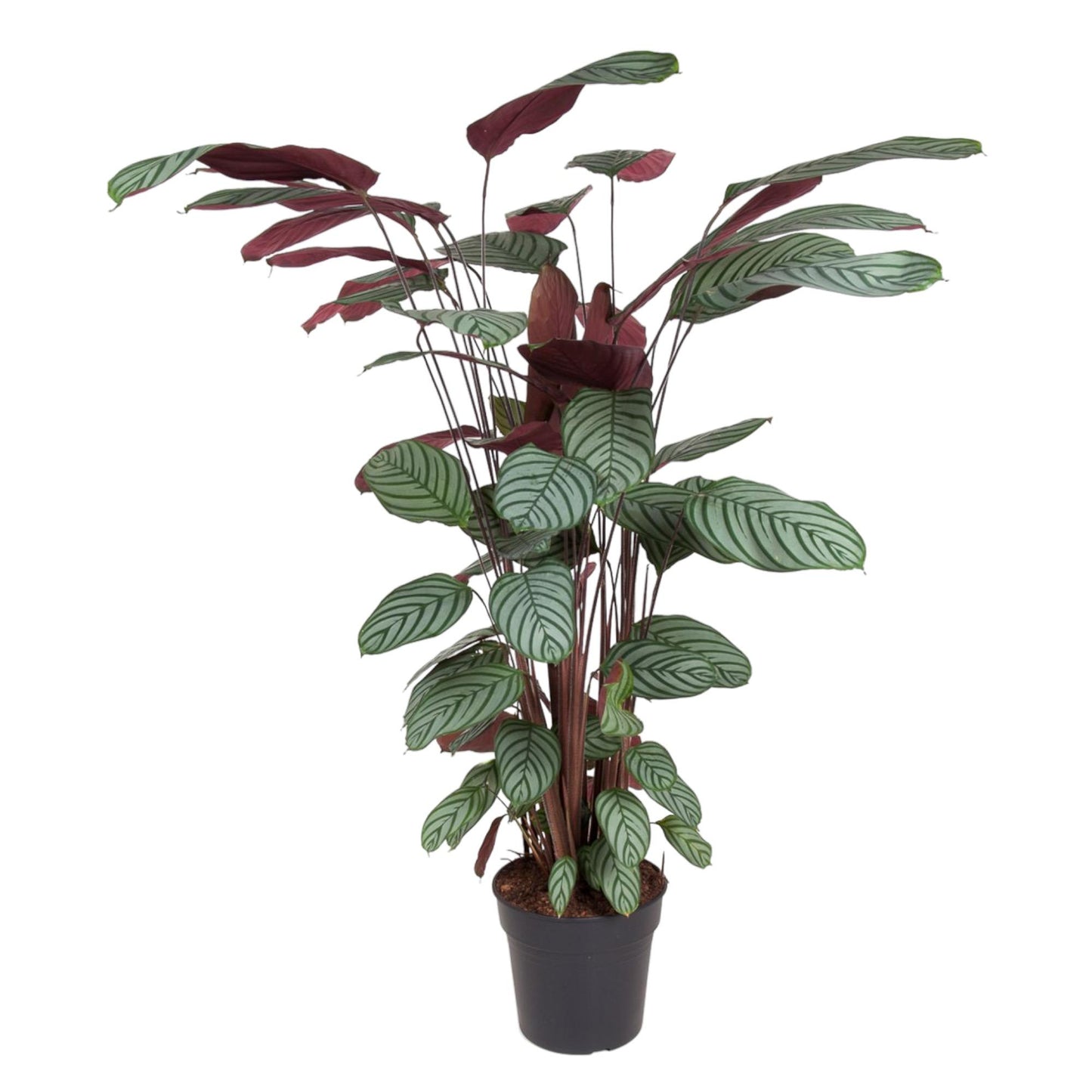 Calathea Oppenheimiana - 130 cm - ø27 bei Pflanzfix24.de - Pflanzfix24.de