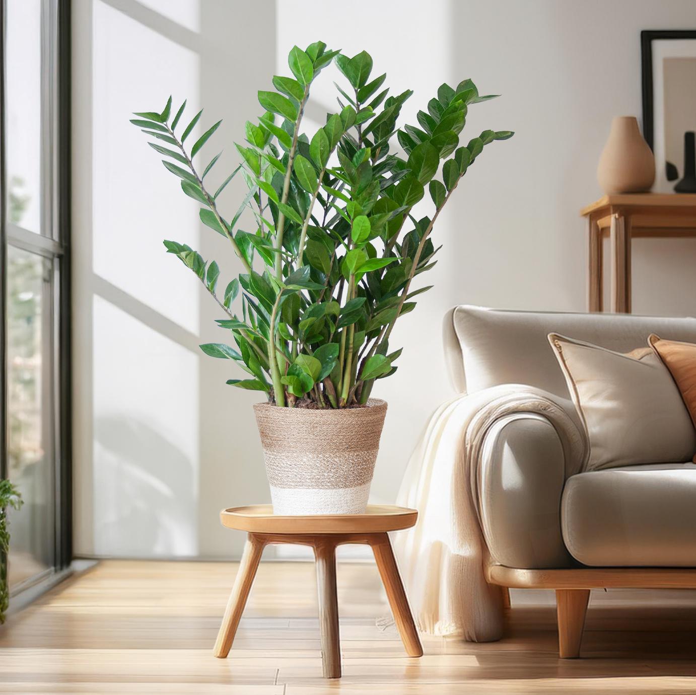 Zamioculcas mit Jutekorb Lissabon – 80cm – Pflanzfix24.de - Pflanzfix24.de