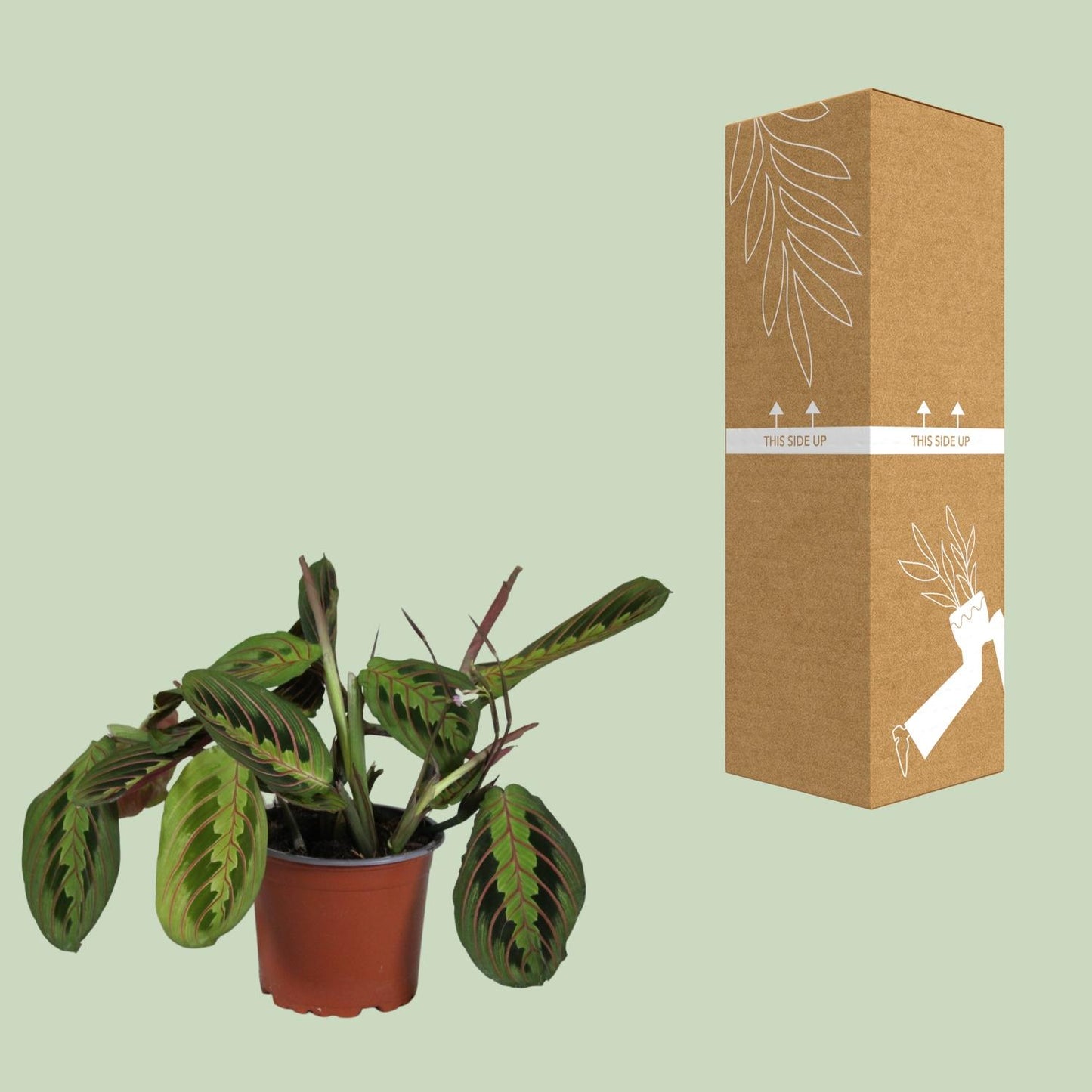 Maranta Leuconeura Fascinator 30cm Ø12cm – Gebetspflanze | Pflanzfix24.de - Pflanzfix24.de