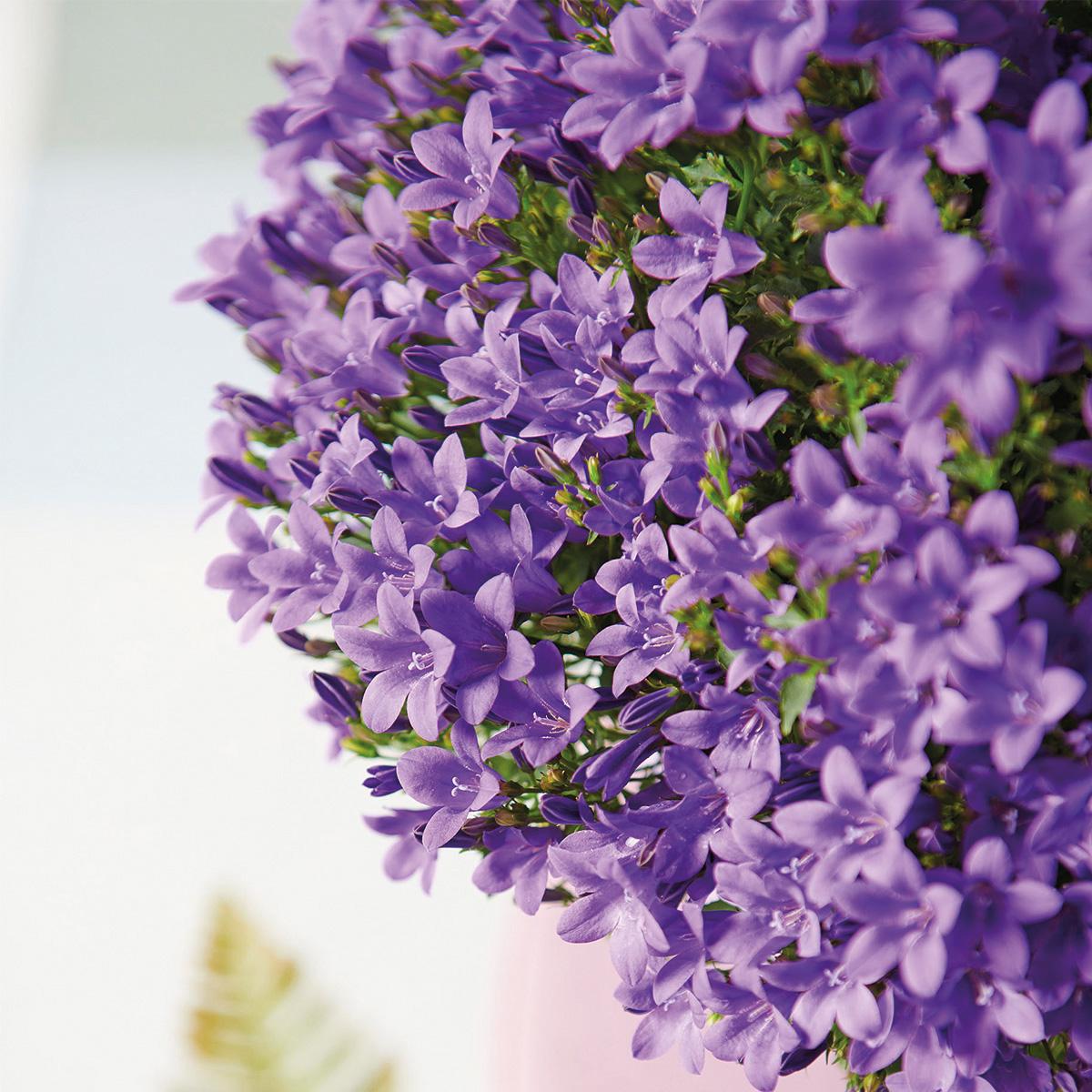 Campanula Addenda - Glockenblume lila Topf 12cm - mehrjährig - winterhart - Purple - Pflanzfix24.de - Pflanzfix24.de