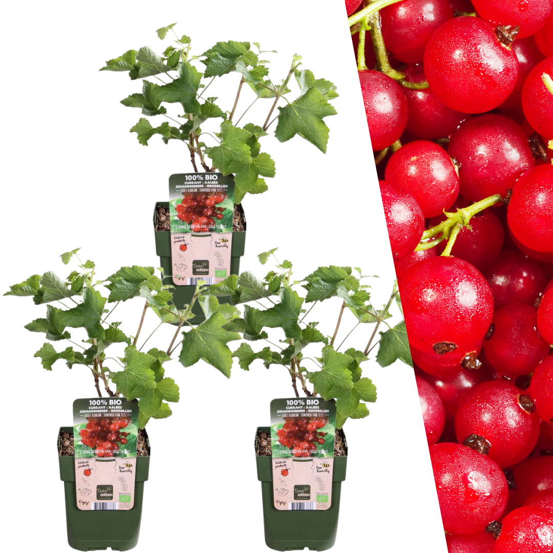 3 x Bio-Stachelbeerpflanzen - Ø 13 cm - ↨ 20 cm von Pflanzfix24