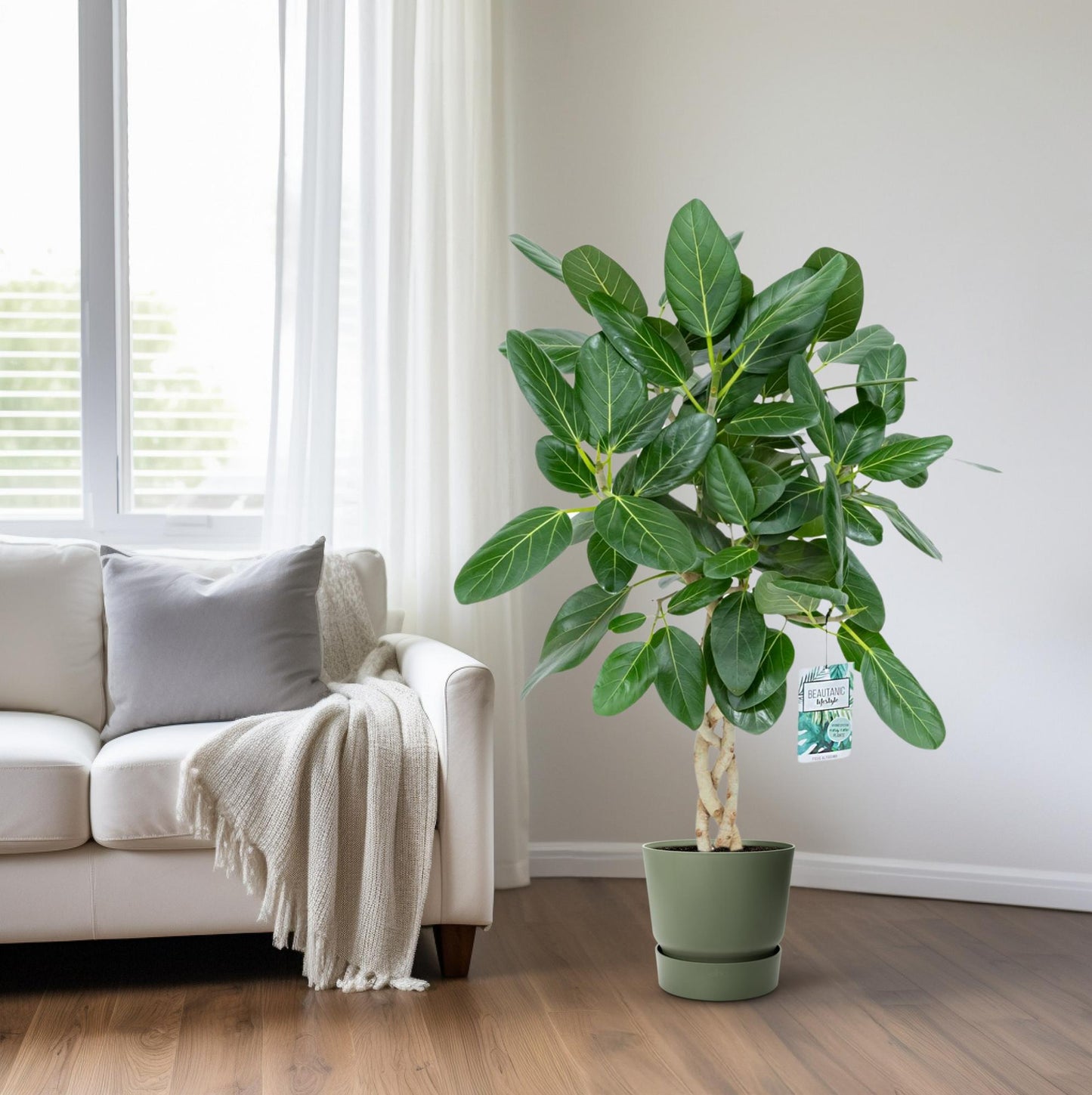 Ficus Altissima - Ø27cm - ↕110cm - Pflanzfix24