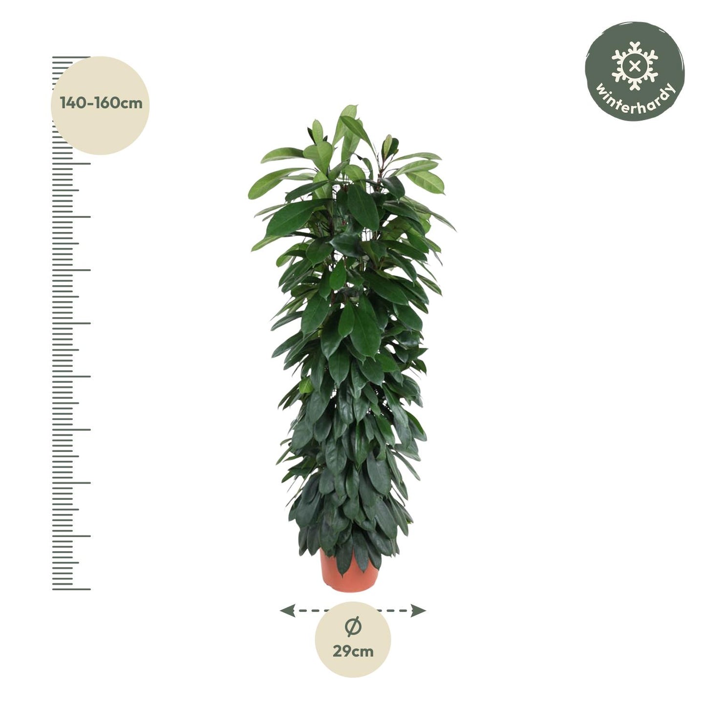 Ficus Cyatistipula Stamm 150 cm - Zimmerpflanze bei Pflanzfix24