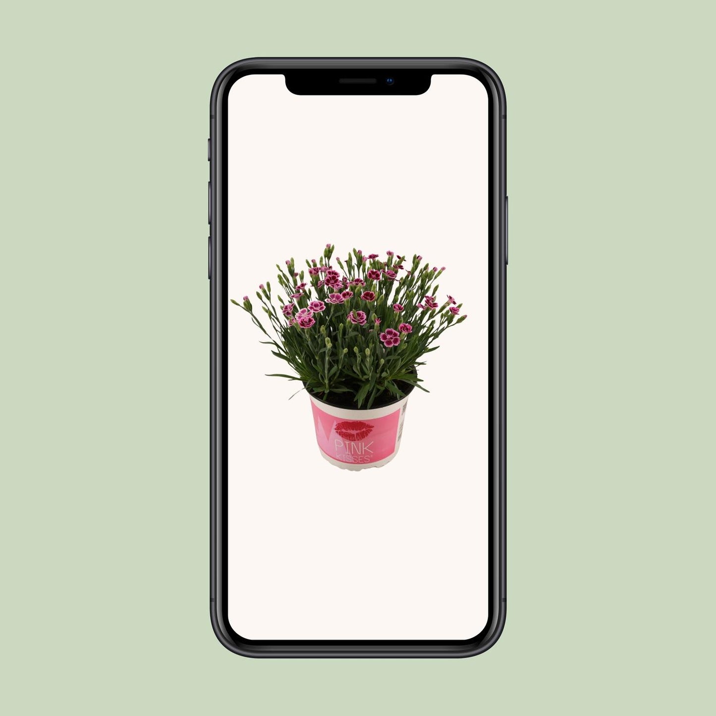 Dianthus Pink Kisses 17 CM © - Pflanzfix24