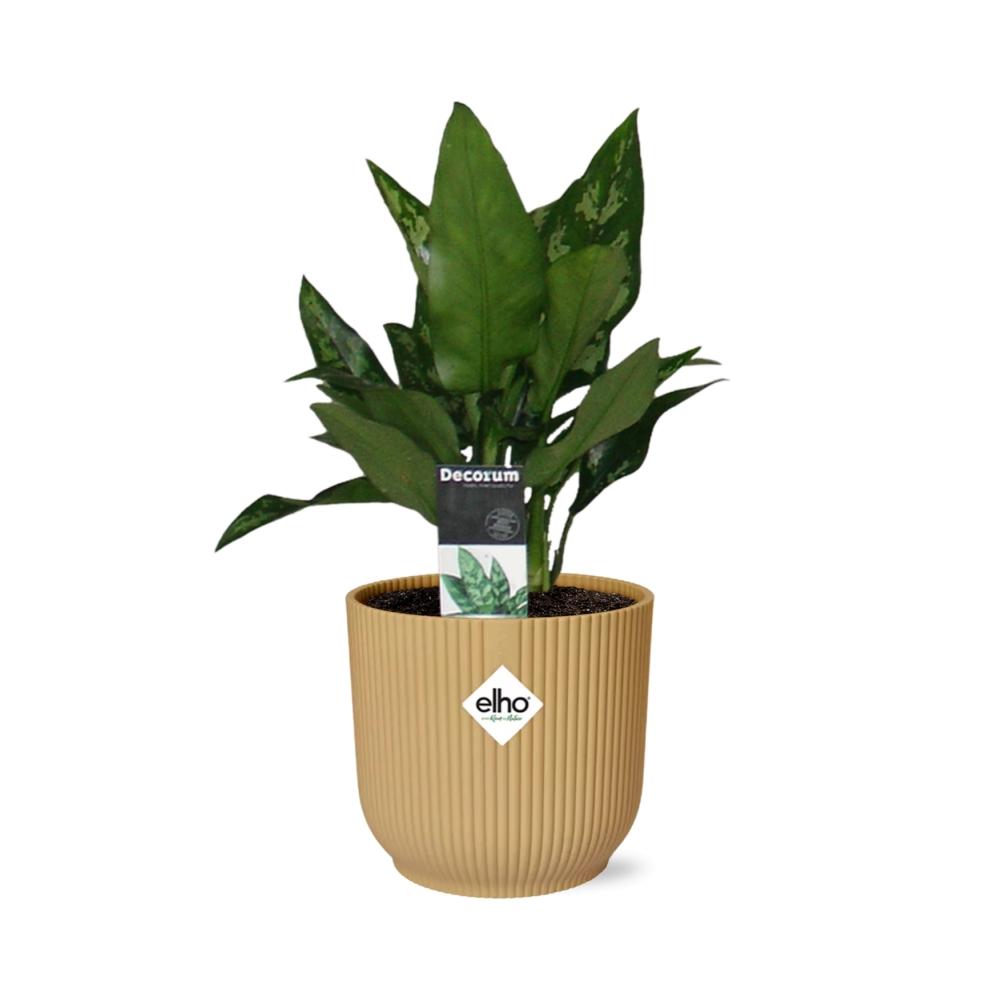 Aglaonema Maria in ELHO Vibes Fold 14cm geel - Pflanzfix24